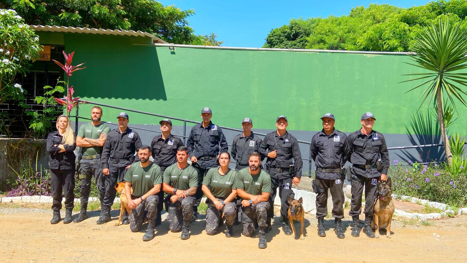 Cães1