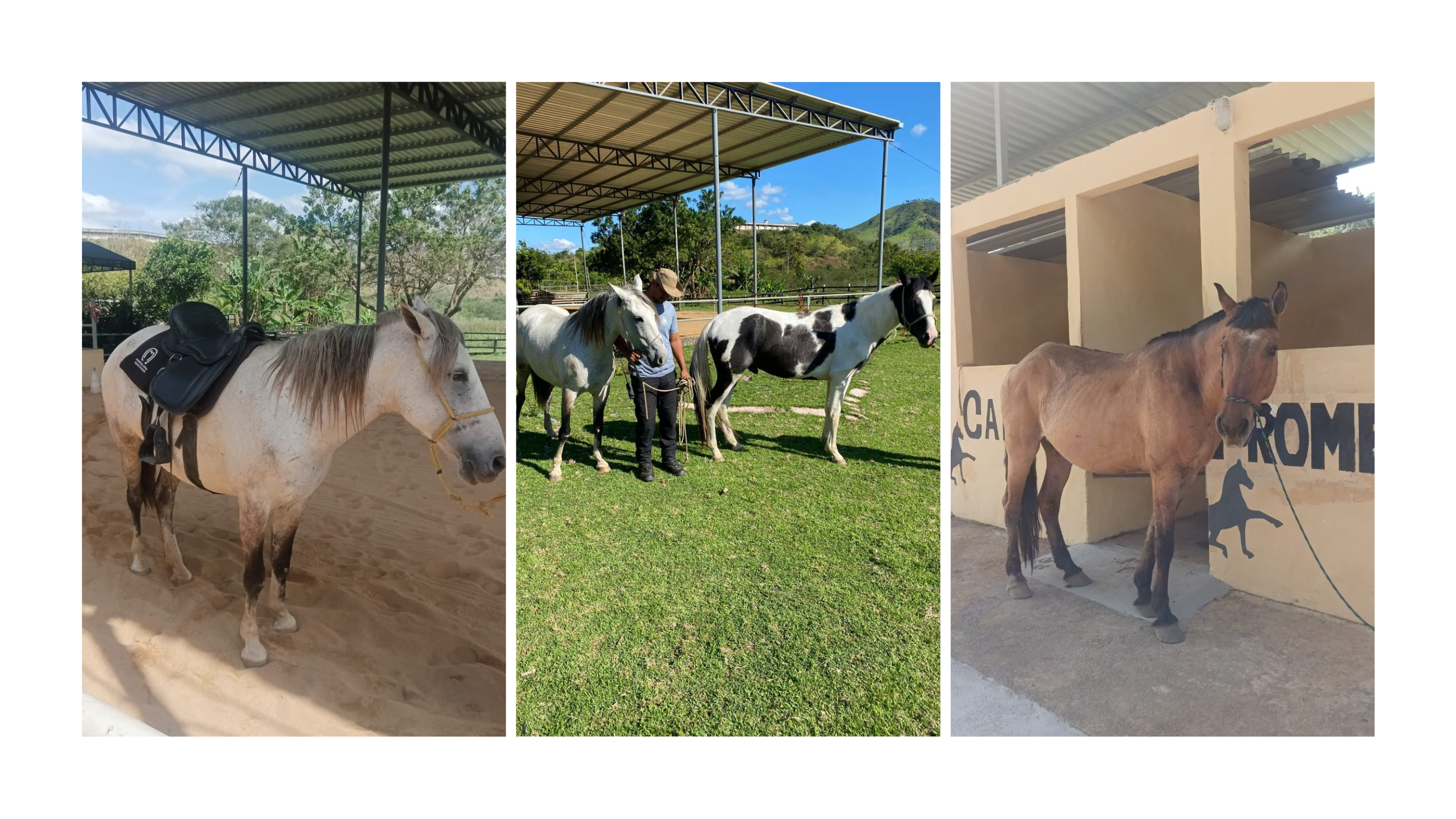 Galeria de 3 Imagens (1)