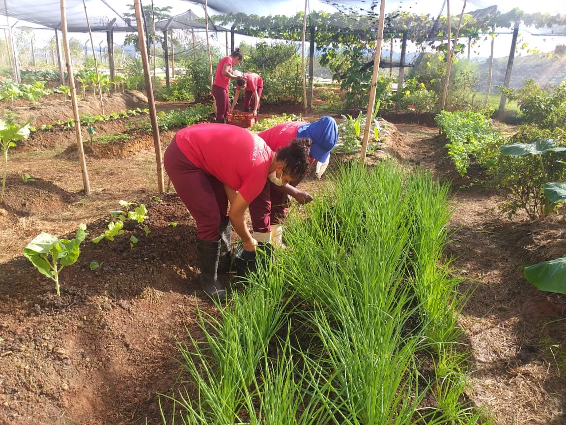 Horta2