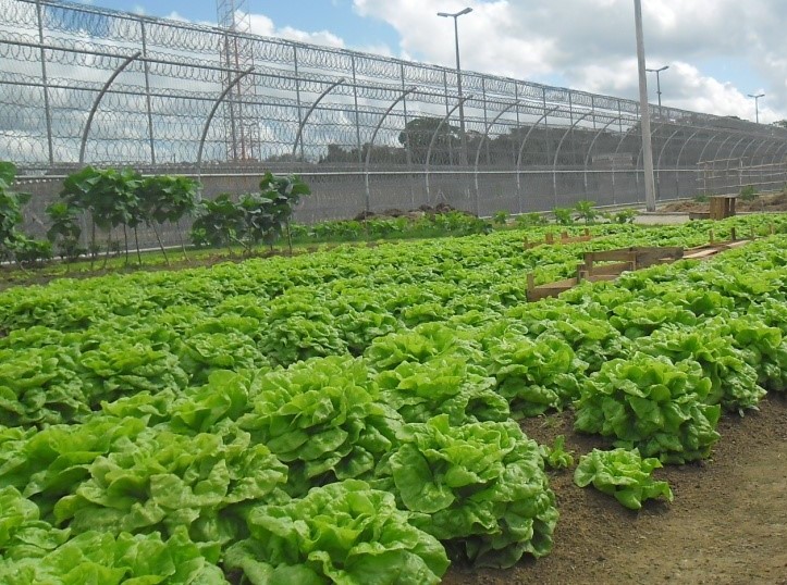 horta_colatina