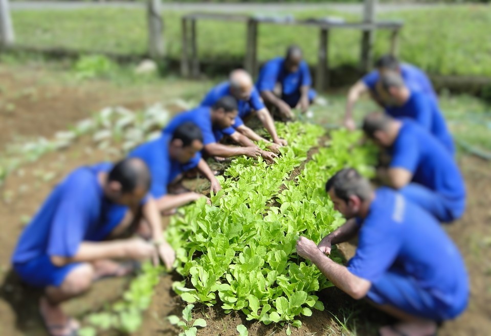 trabalho em unidade - horta